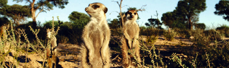 The Meerkats