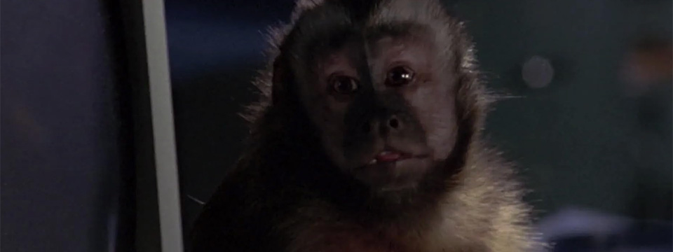 Monkey Shines
