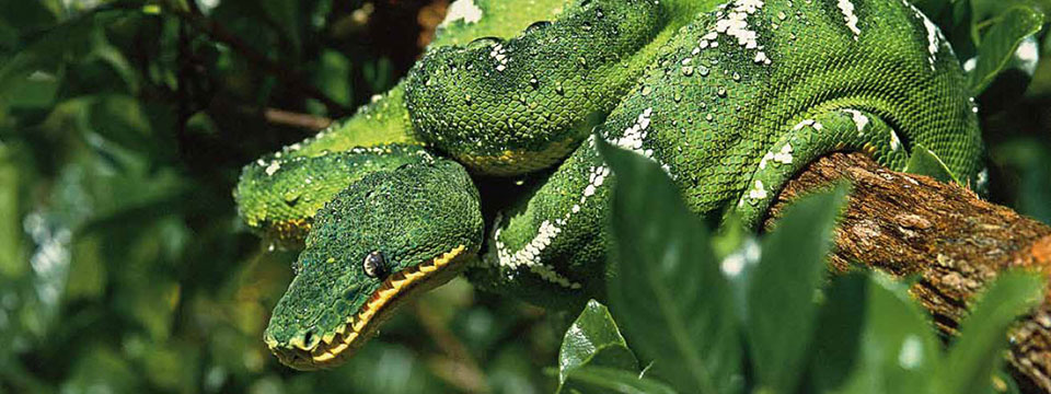Amazonia