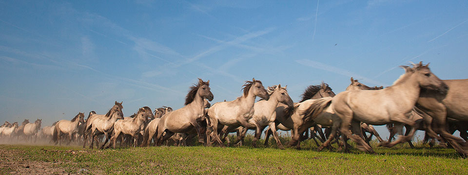 De nieuwe wildernis