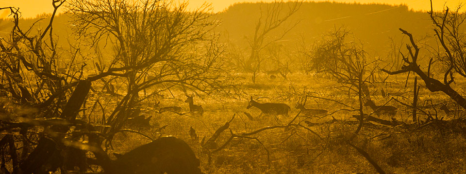 De nieuwe wildernis
