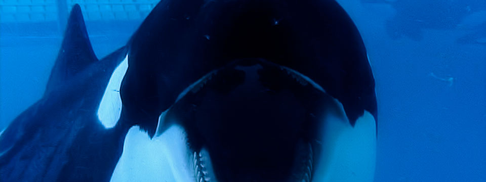 Blackfish