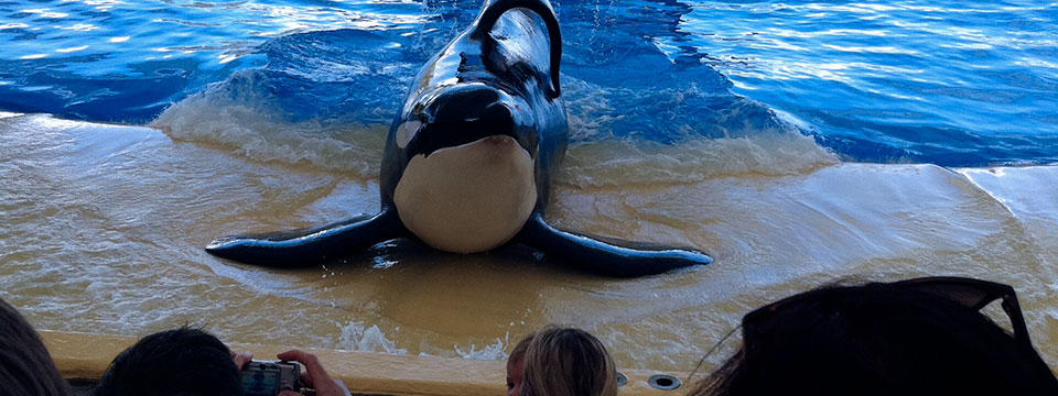 Blackfish