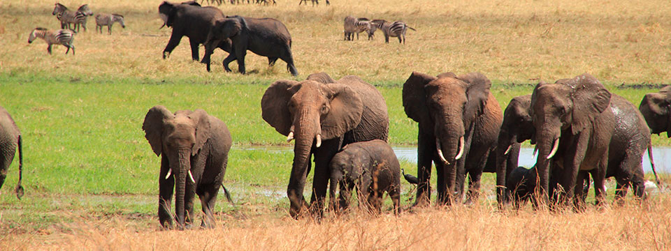 African Safari