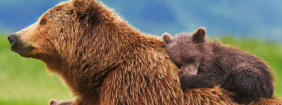 Bears