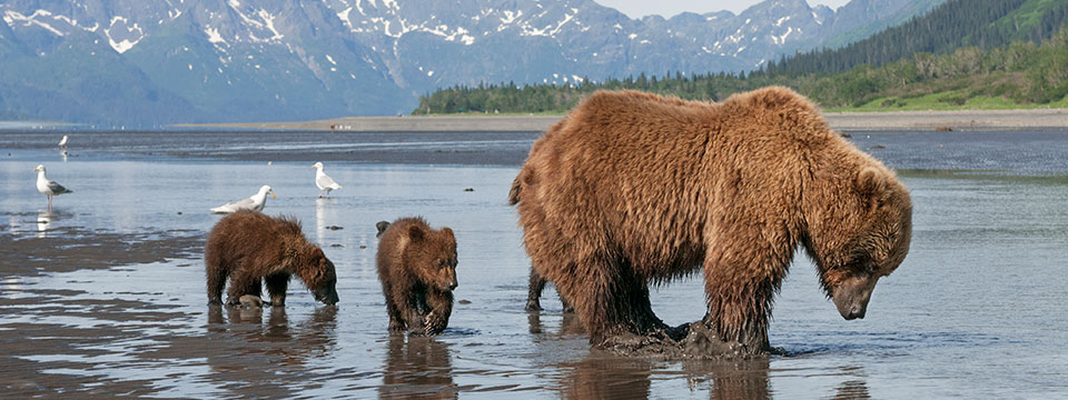Bears