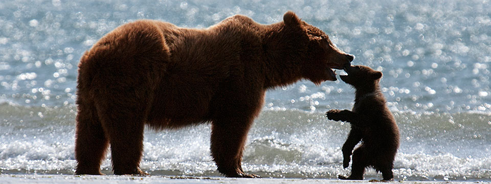 Bears