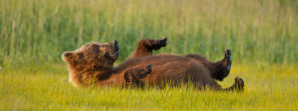 Bears