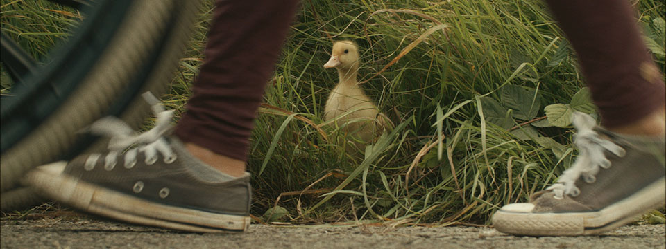 Piepkuikens (Les oiseaux de passage)