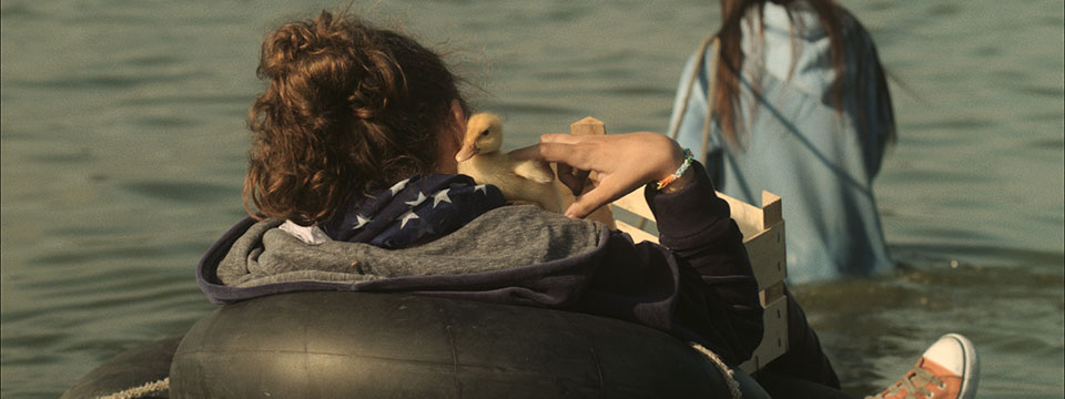 Piepkuikens (Les oiseaux de passage)
