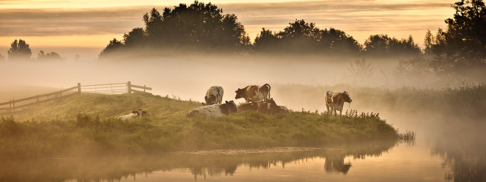 Holland, natuur in de delta