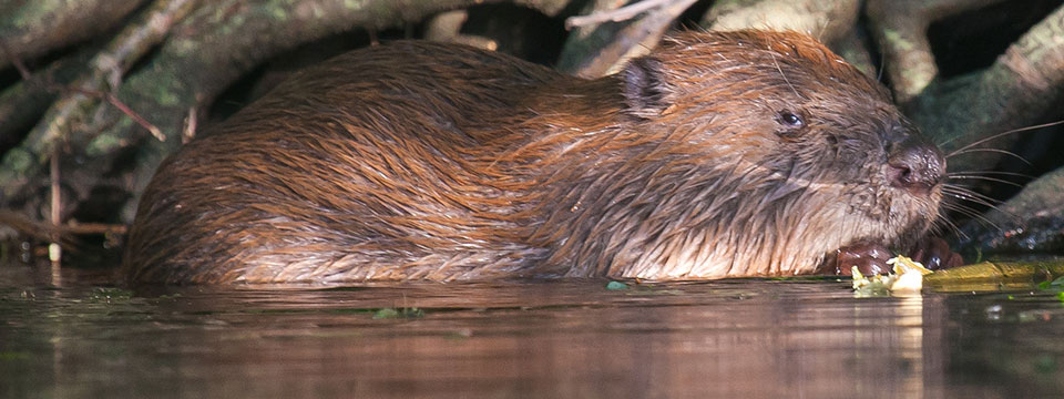 Holland, natuur in de delta