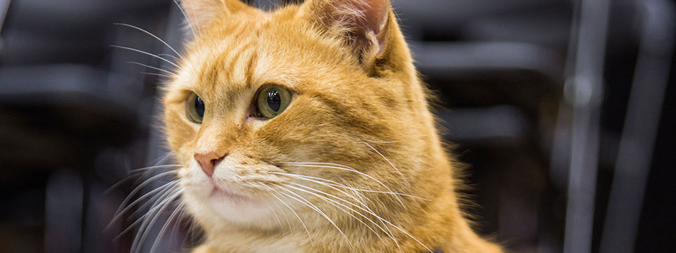 A Street Cat Named Bob