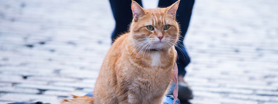 A Street Cat Named Bob