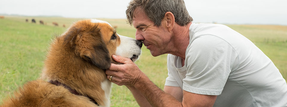 A Dog's Purpose