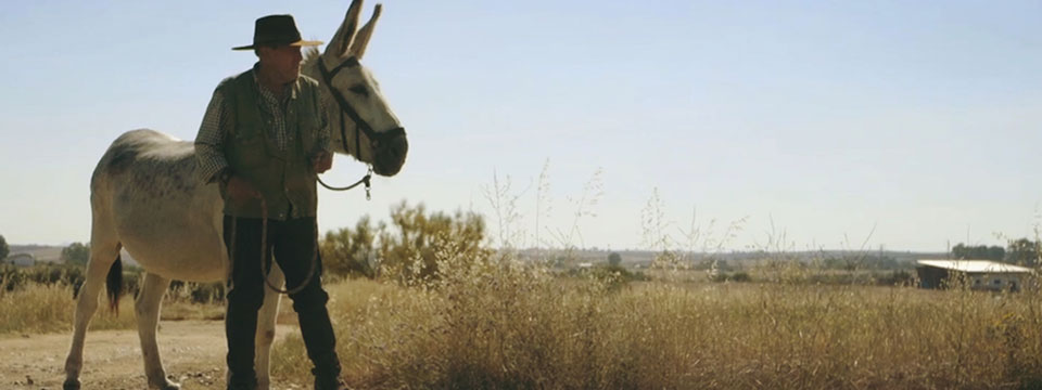 Donkeyote