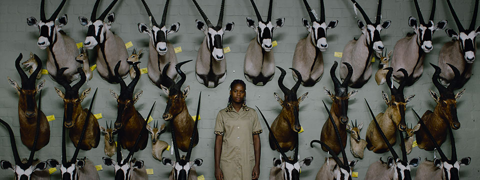 Safari