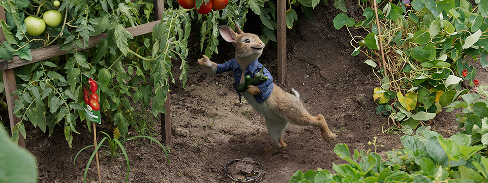 Peter Rabbit (Pieter Konijn)