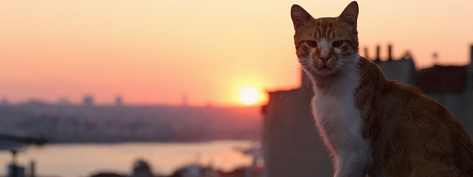 Kedi