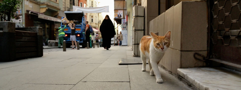 Kedi