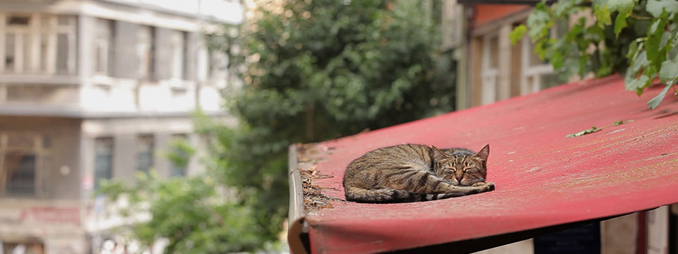 Kedi