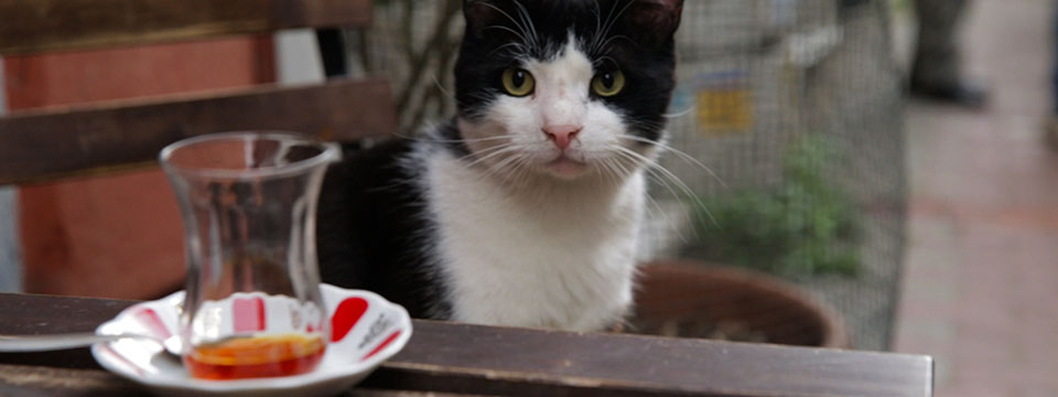 Kedi