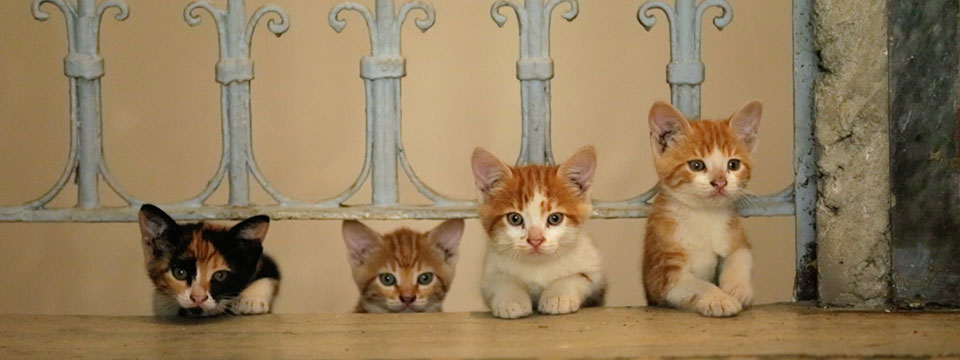 Kedi