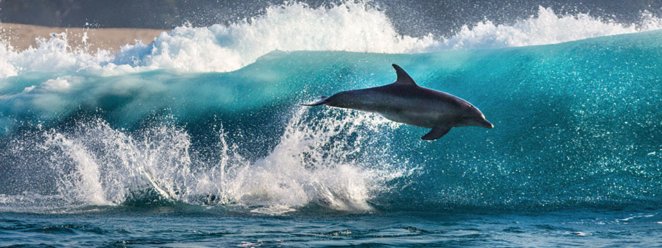 Blue (Dolphins)