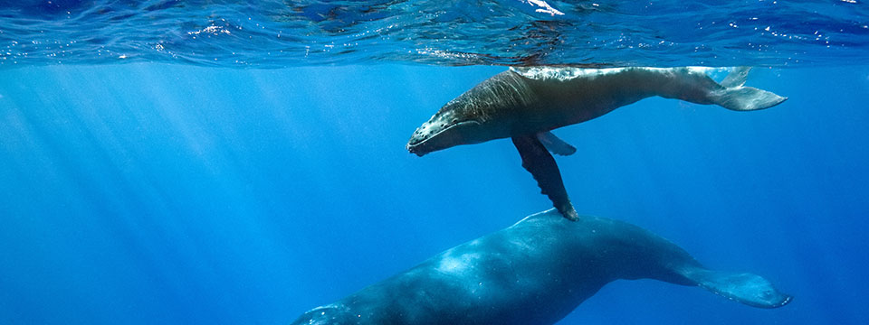 Blue (Dolphins)