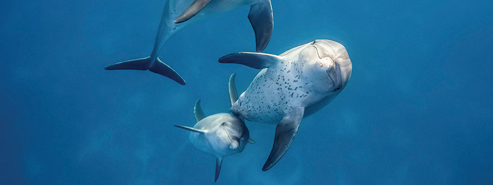 Blue (Dolphins)