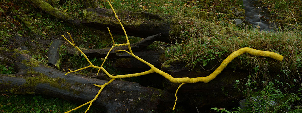 Leaning Into the Wind: Andy Goldsworthy