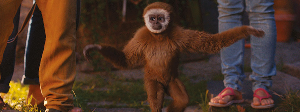 Monky