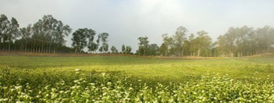 The Biggest Little Farm