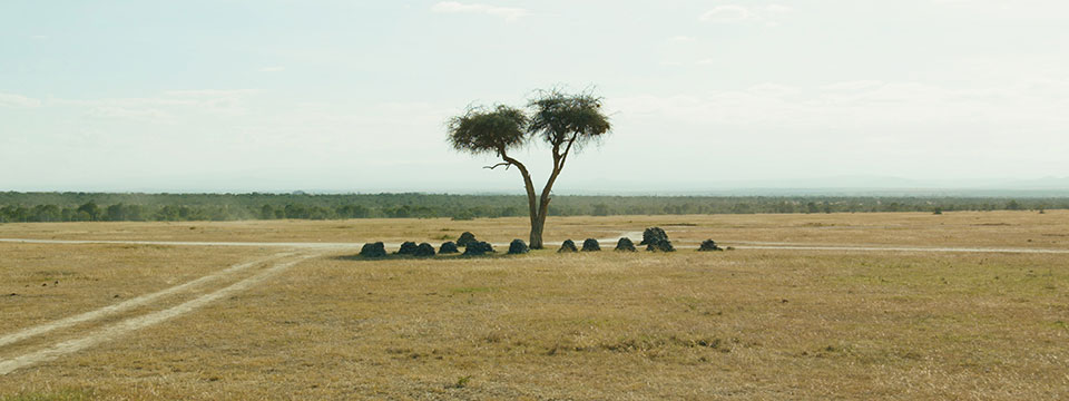 The Last Male on Earth (Last Male Standing)