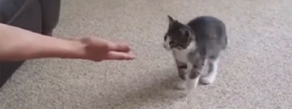 CatVideoFest 2019
