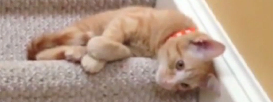 CatVideoFest 2019
