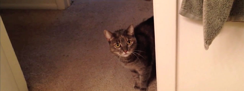 CatVideoFest 2019