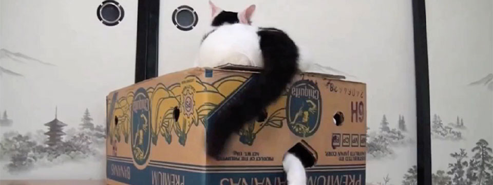 CatVideoFest 2019