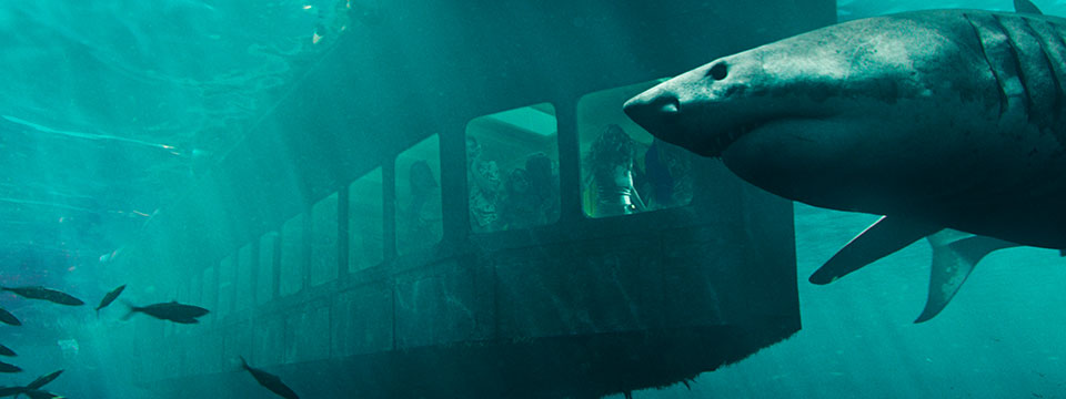 47 Meters Down: Uncaged