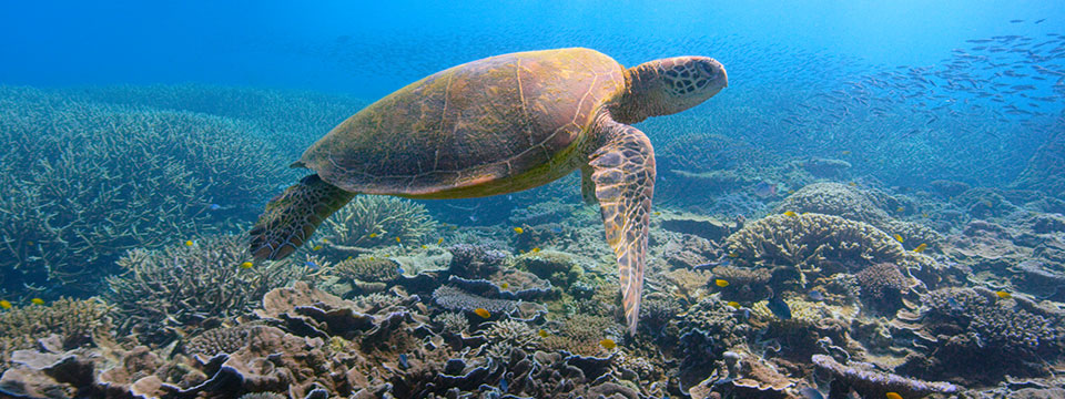 David Attenborough: A Life on Our Planet