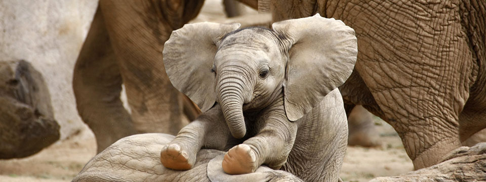 Elephants Up Close