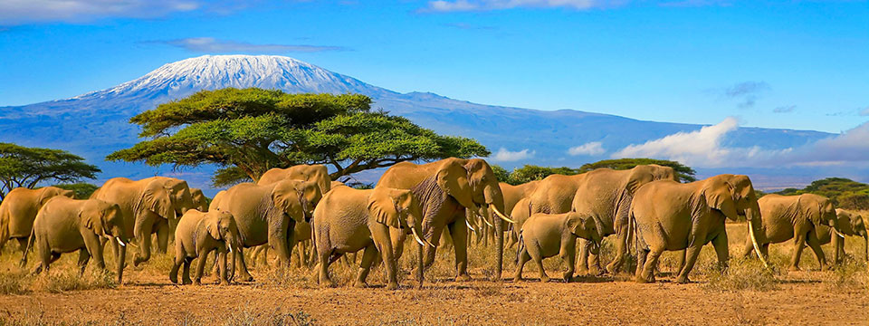 Elephants Up Close (Elefanten hautnah)