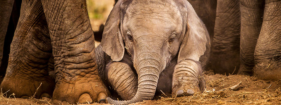 Elephants Up Close (Elefanten hautnah)
