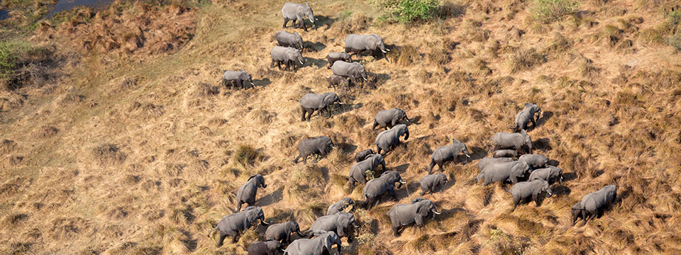 Elephants Up Close (Elefanten hautnah)