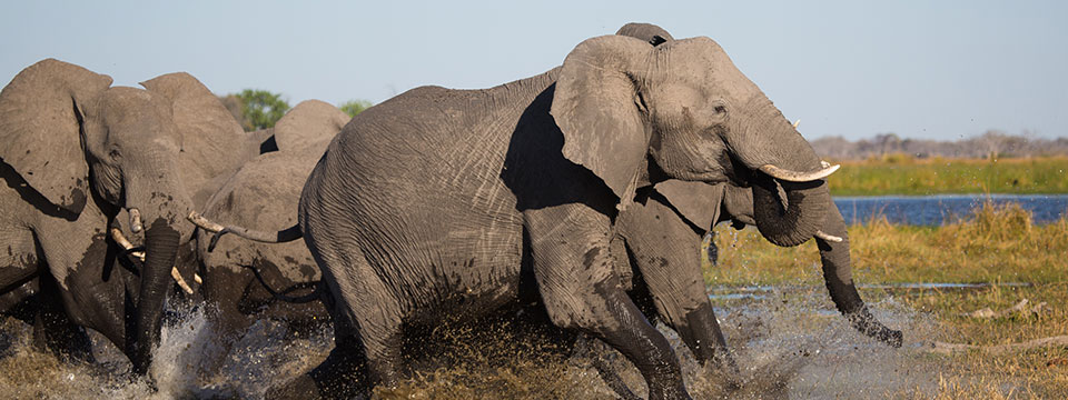Elephants Up Close (Elefanten hautnah)