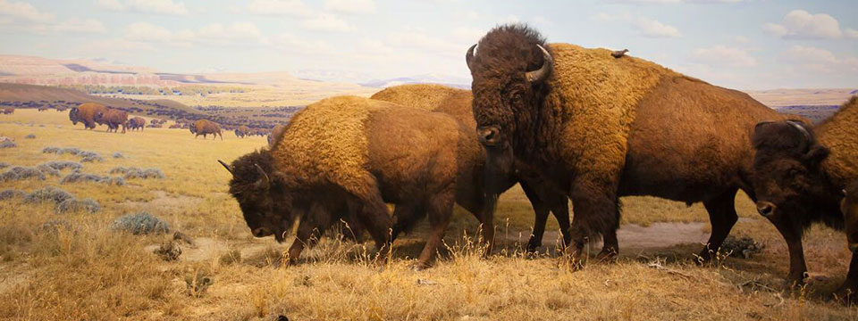 Yellowstone
