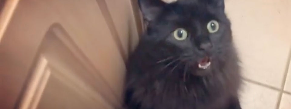 CatVideoFest 2020