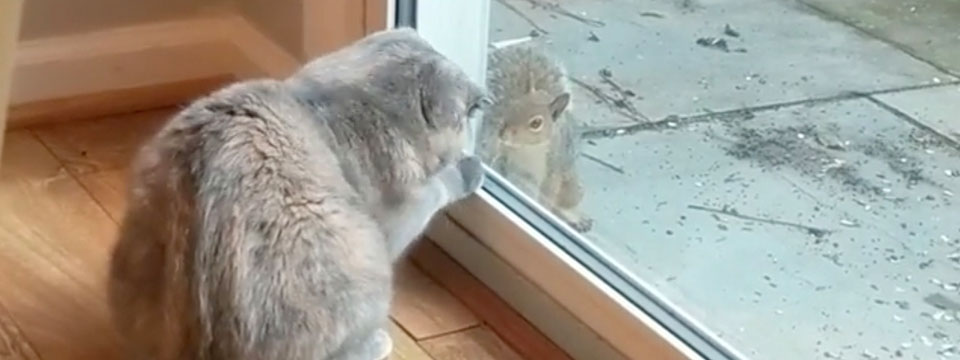 CatVideoFest 2020