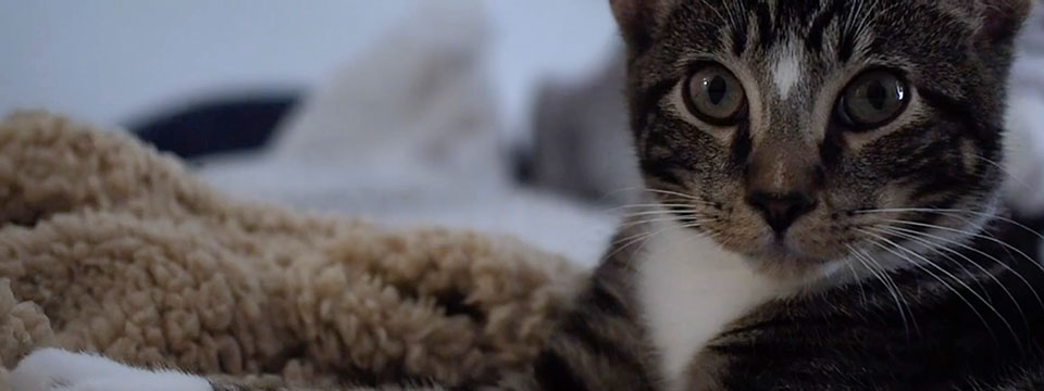 CatVideoFest 2020