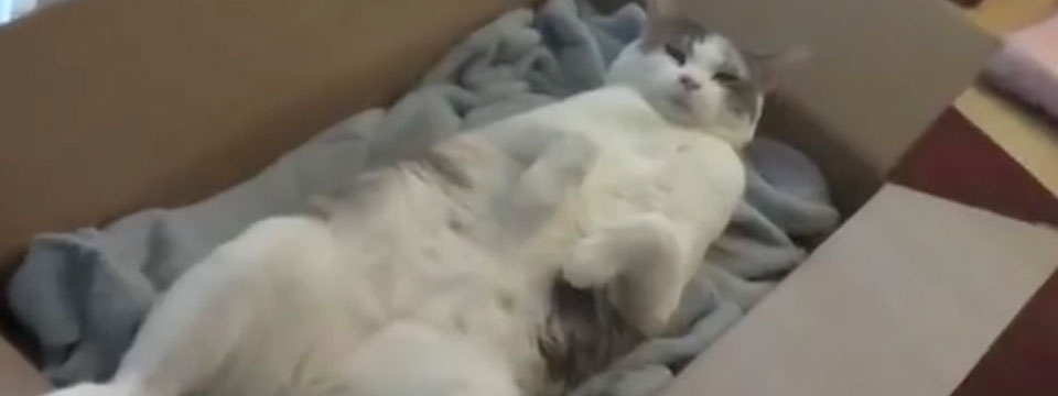 CatVideoFest 2020